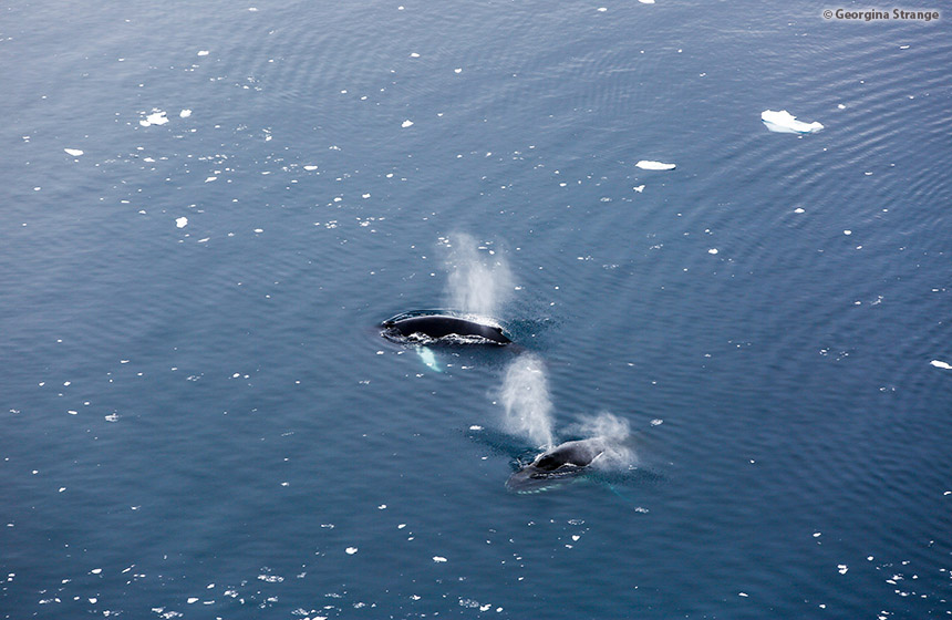 Antarctic_2020_11_Abenteuer und Wildtiere